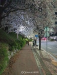 성남시 도촌북로 어울림 정원...벚꽃길 포토존 개장