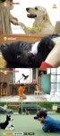 류수영의 동물티비 유기견·노견 이야기 눈물샘 자극