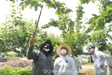 천안시, 과수화상병 4차 방제약제 공급
