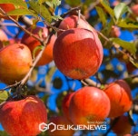 2022년도 FTA기금 과수고품질 시설현대화사업 신청 접수해~