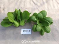 GSP개발 고품질 청경채, 세계시장 공략 나서