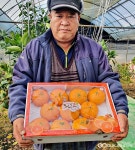 영천시, 크기부터 남다른 레드향 본격 출하