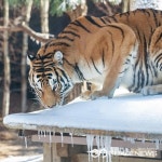 [포토 ]2022년 壬寅年 호랑이 해를 맞은 ... 에버랜드 한국 호랑이 [포토 ]2022년 壬寅年 호랑이 해를 맞은 ...\