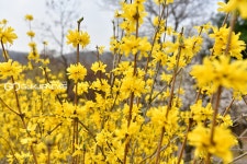 [국제포토] 개나리꽃 봄은 노랗다