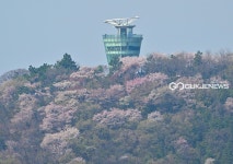 [국제포토] 월미공원의 벚꽃
