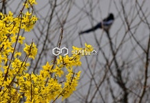 성동구청 27~28일 응봉산개나리축제 열어