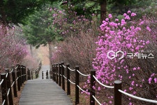 [국제포토] 봄의 전령사 진달래꽃