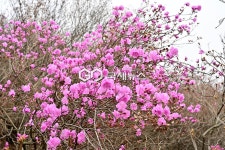 [국제포토] 소통과 수다 & 진달래꽃