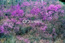 [국제포토] 페스타 봄 & 진달래꽃