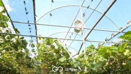 폭염 속 작물 지켜라…경북도, 8월 원예작물 관리요령 발표 \