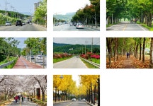 가로수 | 그린 구미 | 구미시청 홈페이지