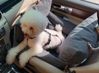 몽슈슈 Monchouchou 7th Mon Carseat Almond Brown