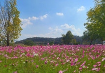 황룡친수공원 | 문화관광 황룡친수공원