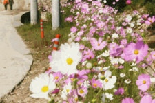 테마마을 > 볼거리 > 강원고성군 관광포털