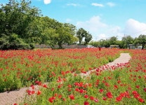 (글보기)Gyeongju in June, the splendid days | Golden City Gyeongju Gyeongju-si, Gyeongju City, Golden City Gyeongju