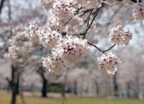 봄날, 그리고 여기 4월 경주 | 2025년 | 이달의 추천여행지 | 경주 여행 | 경주문화관광 경주문화관광