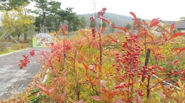 동궁원 - 걷기좋은 계절 가을 경주동궁원