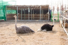 동궁원 - 설날 아침 버드파크에서 타조알이... 경주동궁원