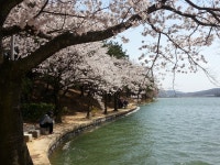 (글보기)4/9 보문단지 벚꽃 | 포토갤러리 | 시민참여공간 | 시민참여 | 경주시 - Golden City ( Beautiful Gyeongju ) 경주시, 경주시홈페이지