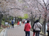 (글보기)4/11보문단지 | 포토갤러리 | 시민참여공간 | 시민참여 | 경주시 - Golden City ( Beautiful Gyeongju ) 경주시, 경주시홈페이지