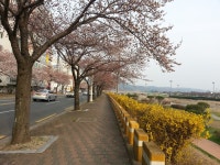 (글보기)20160329)경주벚꽃_알천북로(1) | 포토갤러리 | 시민참여공간 | 시민참여 | 경주시 - Golden City ( Beautiful Gyeongju ) 경주시... 