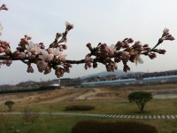 (글보기)20160329)경주벚꽃_알천북로(2) | 포토갤러리 | 시민참여공간 | 시민참여 | 경주시 - Golden City ( Beautiful Gyeongju ) 경주시... 