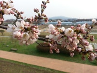 (글보기)20160329)경주벚꽃_알천북로(2) | 포토갤러리 | 시민참여공간 | 시민참여 | 경주시 - Golden City ( Beautiful Gyeongju ) 경주시... 