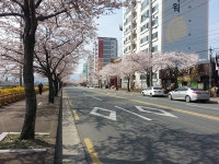 (글보기)20160330)경주벚꽃_알천북로 | 포토갤러리 | 시민참여공간 | 시민참여 | 경주시 - Golden City ( Beautiful Gyeongju ) 경주시... 