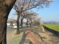 (글보기)20160401)경주벚꽃_황룡사마루길~분황사 | 포토갤러리 | 시민참여공간 | 시민참여 | 경주시 - Golden City ( Beautiful Gyeongju )... 