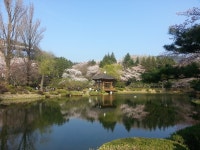 (글보기)20160401)경주벚꽃_보문정 | 포토갤러리 | 시민참여공간 | 시민참여 | 경주시 - Golden City ( Beautiful Gyeongju ) 경주시... 