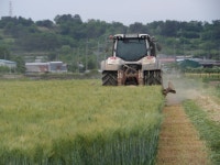 (글보기)배합사료 44%절감 가능한 청보리(사료용 보리)종자 신청 | 경주시정뉴스 - 시정소식 >최신기사
