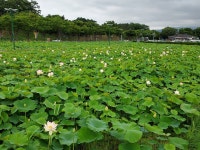 (글보기)경주 동궁과 월지 연꽃단지 꽃망울 터뜨려 | 경주시정뉴스 - 시정소식 >최신기사