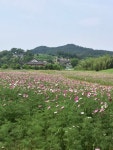 (글보기)경주 양동마을·옥산서원 코스모스 활짝 | 경주시정뉴스 - 시정소식 >최신기사