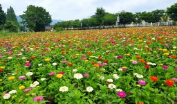 (글보기)경주 핫 플레이스 황리단길을 걸어 황남꽃단지까지 | 경주시정뉴스 - 읍면동소식 >읍면동소식