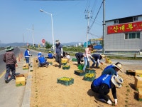 (글보기)사랑이 꽃피는 안강, 풍산 삼거리 교통섬 꽃밭 조성 | 경주시정뉴스 - 읍면동소식 >읍면동소식