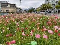 (글보기)중부동, 읍성지구 야생화 화원 조성 | 경주시정뉴스 - 시정소식 >최신기사