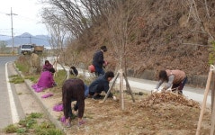 (글보기)경주시 강동면 안계2리 마을회, 봄맞이 아름다운 이야기와 마을 만들기 동참 | 경주시정뉴스 - 시정소식 >최신기사
