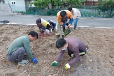 (글보기)경주시 안강읍 산대 4·11리 주민들의 마을사랑 솔선수범 꽃밭 가꾸기 | 경주시정뉴스 - 시정소식 >최신기사