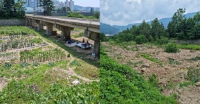 (글보기)경주시 외동읍, 모화천 불법경작지 정비로 쾌적하고 활기찬 수변공원 조성 | 경주시정뉴스 - 시정소식 >최신기사
