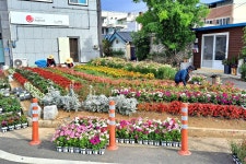 (글보기)사랑 가득한 안강4리 마을정원에 다채로운 꽃 만개해 눈길 | 경주시정뉴스 - 시정소식 >최신기사