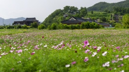 (글보기)경주시 양동마을·옥산서원 ‘코스모스’ 단지 조성 | 경주시정뉴스 - 시정소식 >최신기사
