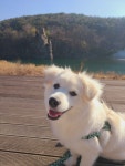 (글보기)기억하실런지... | 경주동물사랑보호센터 경주동물사랑보호센터, 경주동물사랑보호센터 홈페이지, 경주시