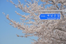 (글보기)2023년 3차 벚꽃 알리미 | 벚꽃알리미 | 테마여행 | 경주 여행 | 경주문화관광 경주문화관광