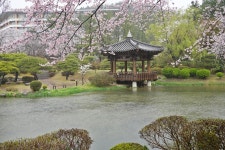 (글보기)2024년 7차 벚꽃 알리미 | 벚꽃알리미 | 테마여행 | 경주 여행 | 경주문화관광 경주문화관광