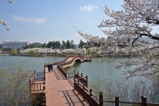 (글보기)2025년 6차 벚꽃 알리미 | 벚꽃알리미 | 테마여행 | 경주 여행 | 경주문화관광 경주문화관광