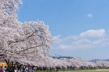 경주시 관광자원 영상이미지 - 이미지 다운로드 >경주 여기 저기 >경주 시내권