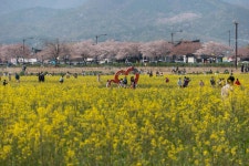 경주시 관광자원 영상이미지 - 이미지 다운로드 >경주 여기 저기 >경주 시내권