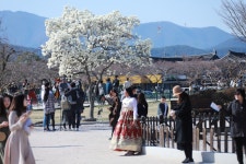 경주시 관광자원 영상이미지 - 이미지 다운로드 >경주 여기 저기 >경주 시내권