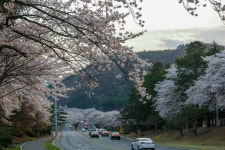 경주시 관광자원 영상이미지 - 이미지 다운로드 >경주 여기 저기 >보문관광단지권