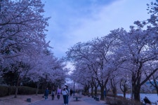 경주시 관광자원 영상이미지 - 이미지 다운로드 >경주 여기 저기 >보문관광단지권